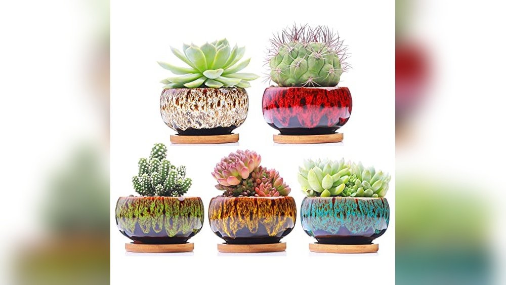 Top Succulent Pots Cute Designs for Stylish Plant Lovers 2024